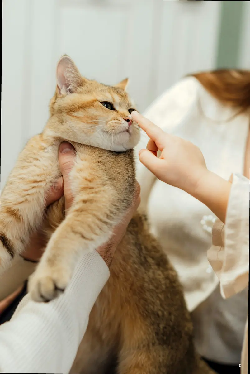 고양이 건강검진, 안 하면 대체 무슨 일이 벌어지는데?